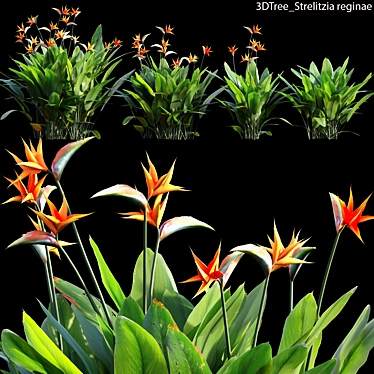 Stunning Strelitzia Model: 4 3D model image 1 