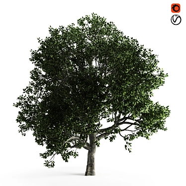 Elegant Benjamin Tree: Nature's Beauty 3D model image 1 