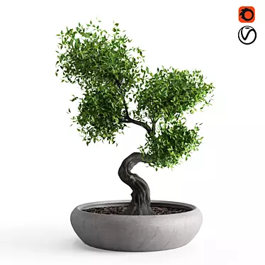 Exquisite Benjamin Bonsai Tree 3D model image 1 