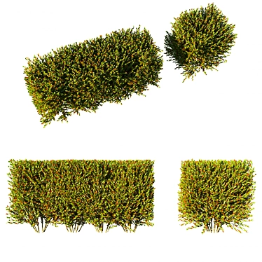 Compact Photinia Hedge: Little Red Robin 3D model image 1 