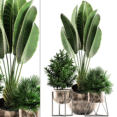 Exotic Indoor Plant Collection 3D model image 1 