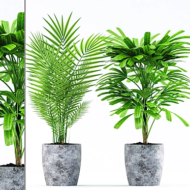 Rhapis Palm with Concrete Pot - Plants 183 3D model image 1 