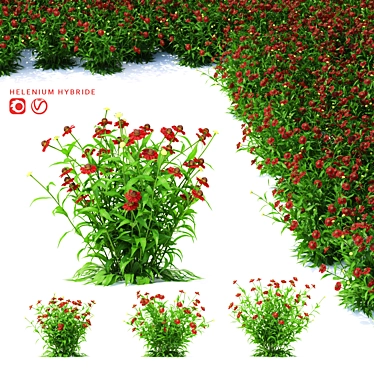 Title: Vibrant Gelenium Hybrid Flowers 3D model image 1 