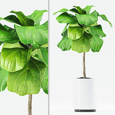 Ficus Lyrata with Ceramic Pot 3D model image 1 