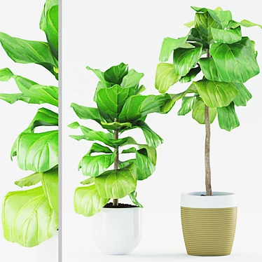 Stunning Ficus Lyrata: Ceramic Pot 3D model image 1 