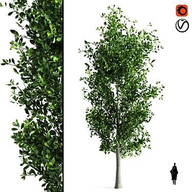 Sorrel Tree: Natural Beauty for Your Space 3D model image 1 