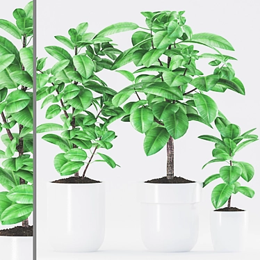 Rubber Plants in Ceramic Pot 3D model image 1 