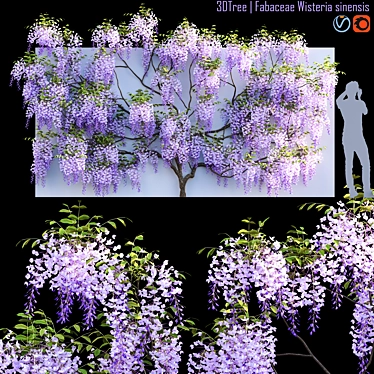 Exquisite Wisteria sinensis Plant 3D model image 1 