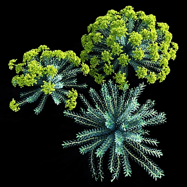 Euphorbia Myrsinites: Dazzling Vertex Colors 3D model image 1 