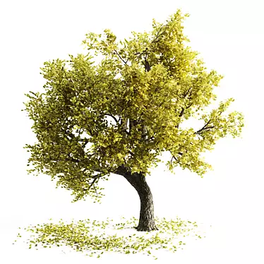 Amur Cork Tree: Spectacular Fall Foliage 3D model image 1 