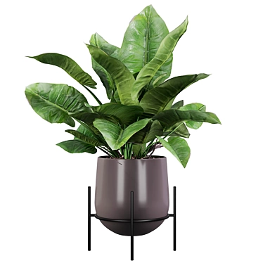 Lush Green Majesty - Philodendron Imperial Green 3D model image 1 