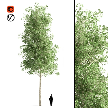 Quaking Aspen Tree: Natural Beauty 3D model image 1 