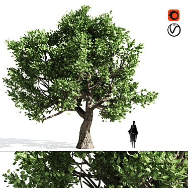 Amur Cork Tree Extract: Summer Bliss 3D model image 1 