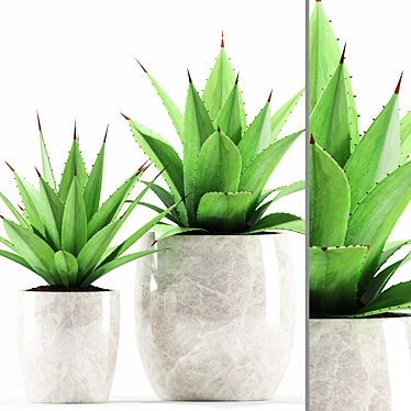 Agave angustifolia w/ Ceramic Pot 3D model image 1 