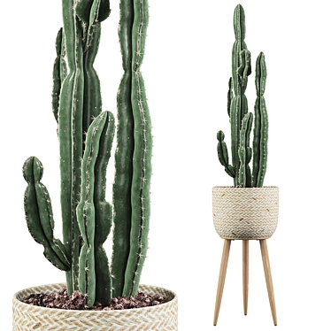 Euphorbia Candelabrum: Unique Indoor Cactus 3D model image 1 