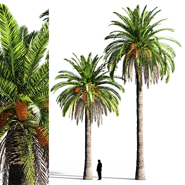 Tropical Paradise Date Palm 3D model image 1 