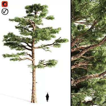  Majestic Pine Tree | 17.90 ft | 3DSMax | Textures 3D model image 1 