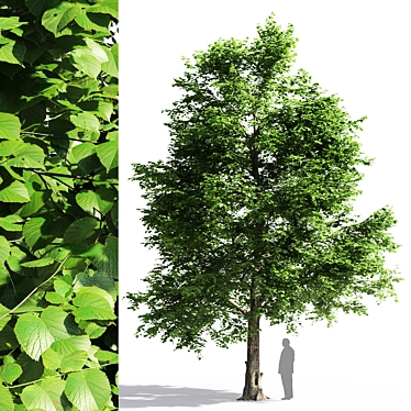 Tilia Europaea: Majestic Linden Tree 3D model image 1 