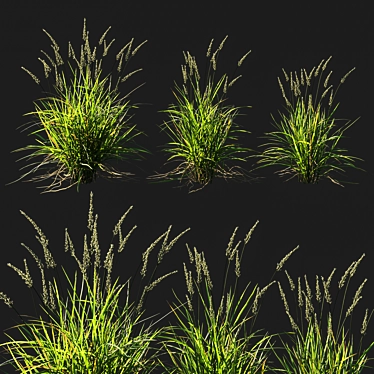 Koeleria Macrantha Grass: Vibrant and Lifelike Turf for Your Landscape 3D model image 1 