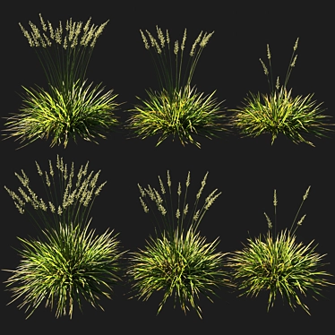 Koeleria Grass - Ornamental Landscaping Solution 3D model image 1 