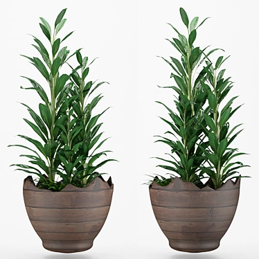 Glossy-leaved Zamioculcas in Pot 3D model image 1 