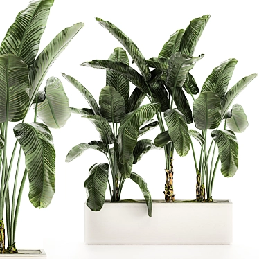 Tropical Banana Palm in White Vase 3D model image 1 
