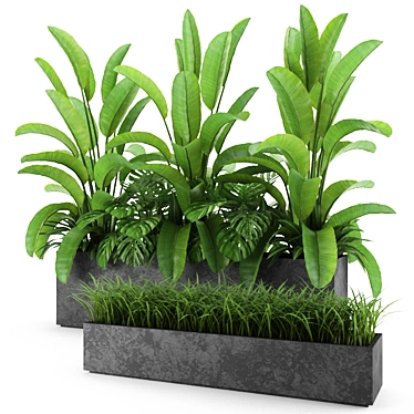 Indoor & Outdoor Plant Collection: Banana Palm, Monstera, Aspidistra & Grass 3D model image 1 