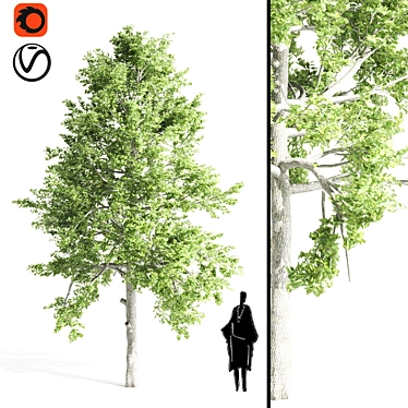 Elegant Tupelo Tree: 7.20m Height 3D model image 1 