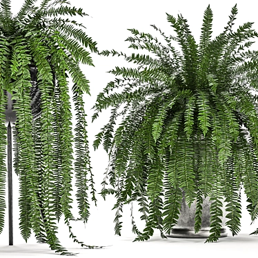 Tropical Fern Collection in Black Pot 3D model image 1 