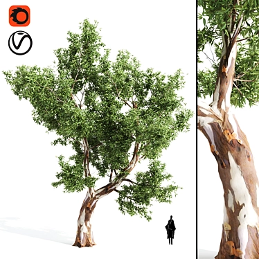 Premium Eucalyptus Tree: Majestic, Lifelike, 12.71m 3D model image 1 