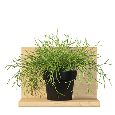 Rhipsalis Baccifera 01: Lush 3D Plant 3D model image 1 