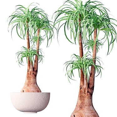 Elegant Beaucarnea - Perfect Indoor Plant 3D model image 1 