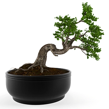 Elegant Bonsai Decor Tree 3D model image 1 
