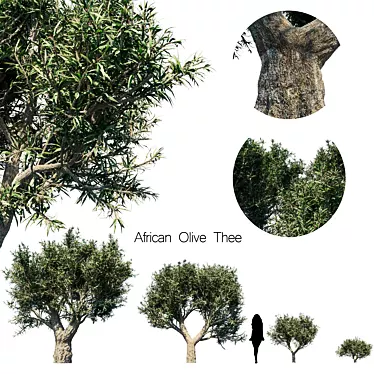 Exotic African Olive Tea Set 3D model image 1 