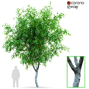 Scanned Pear Tree with Detachable Leaves 3D model image 1 