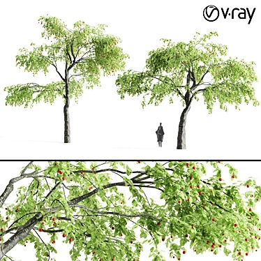 Sour Cherry Tree - Blossoming Beauty for Your Garden 3D model image 1 