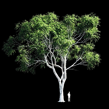 Eucalyptus 8 - Durable and Versatile Polys 3D model image 1 