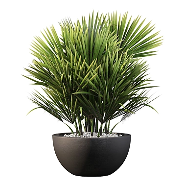 Charming Chamaerops Palm - Exquisite 3D Greenery 3D model image 1 