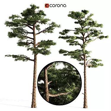 Nature's Duo: Two Majestic Pines 3D model image 1 