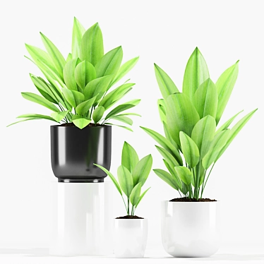 Aspidistra Palm Plant: Max 2012 & fbx (Plants 205) 3D model image 1 