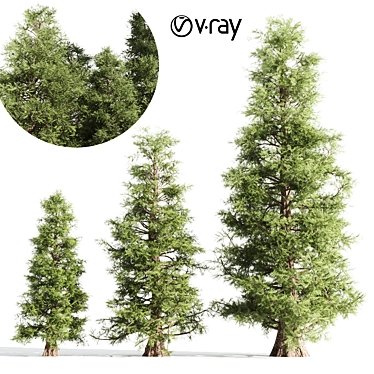 3 Majestic Cedar Trees 3D model image 1 