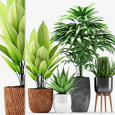 204 Plants: Aspidistra, Raphis Palm, Agave Angustifolia, Grass Plant 3D model image 1 