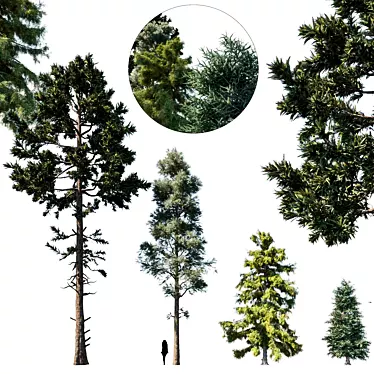Evergreen Forest Delight: Coniferous Tree Set 3D model image 1 