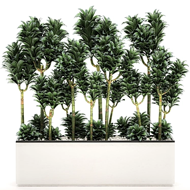 Tropical Plant Collection: Exotic Dracena Compacta in White Pots 3D model image 1 