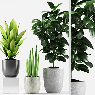 207 Greenery: Aspidistra, Rubber & Sansevieria 3D model image 1 