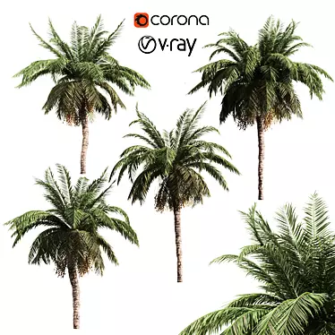 Tropical Palm Collection: PALM1-4 3D model image 1 