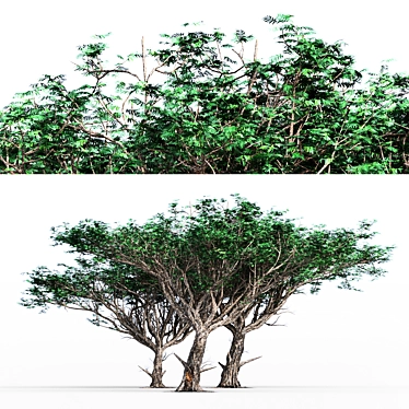 3D Acacia Tree - High-Quality 3D Model 3D model image 1 