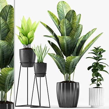 Tropical Paradise Plant Set 3D model image 1 
