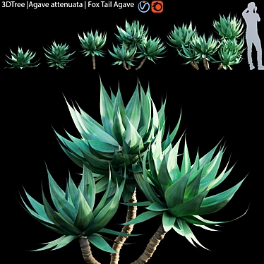 Agave Attenuata | Fox Tail Succulent 3D model image 1 