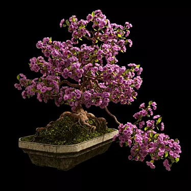 Bonsai Sakura